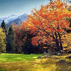 photo "Red autumn saturation"