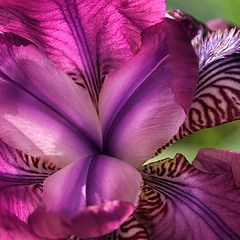 photo "Iris In My Garden"