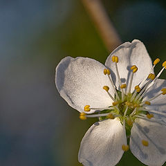 photo "Spring has come"