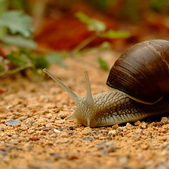 photo "crossing snail"