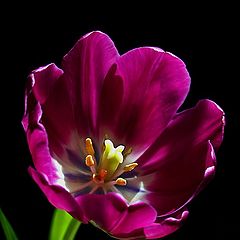 фото "Backlit Tulip"