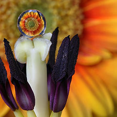 photo "Tulip and Gerbera"