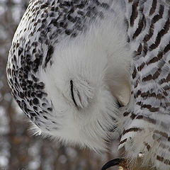 фото "Preening owl"