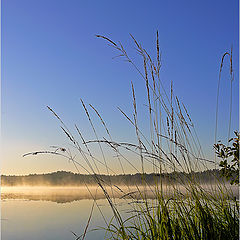 photo "The morning tenderness"