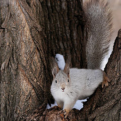 photo "in search Of nuts"