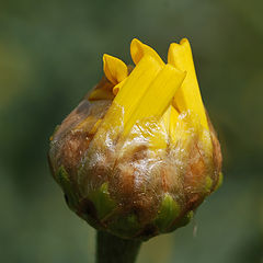 photo "Birth of the flower."