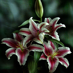 photo "Lilies"