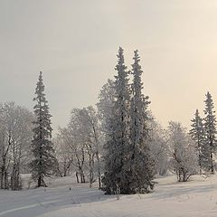 фото "Розовая тишина"