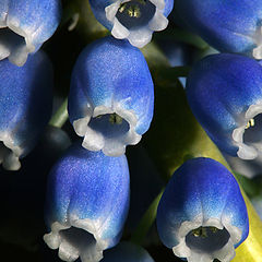 photo "Muscari botryoides"