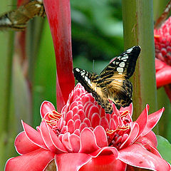 photo "Butterflies in a flower ginger."