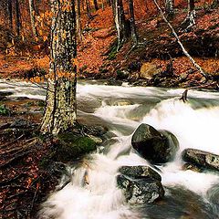 фото "Дикий лес (Wild Forest)"