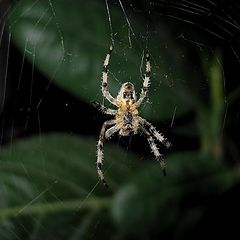 фото "Spider"