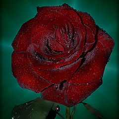 photo "Cried rose"