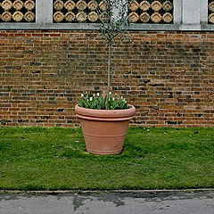 photo "Three Flower Pots"