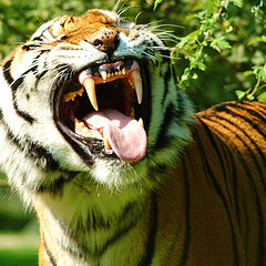 photo "Tiger"