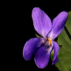 photo "Viola"