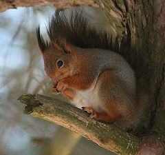 photo "Squirrel"