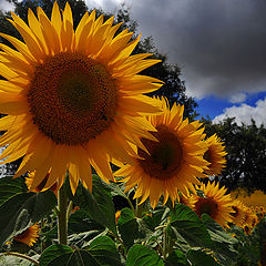 фото "sunflowers"