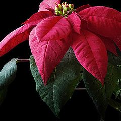 photo "Christmas Flower"