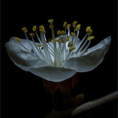 photo "Night flower"