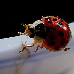 photo "beetle"