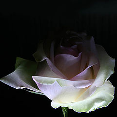 photo "***"
