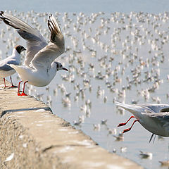 photo "Jonathan Livingston Seagull"