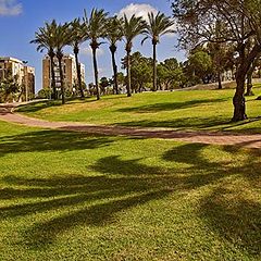 photo "Palms in city-park"