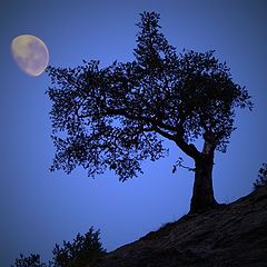 фото "Tree moon"