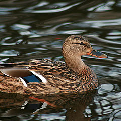 photo "~Duck~"