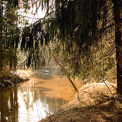 фото "Весений Лес"