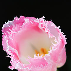 фото "Fancy Frill Tulip"