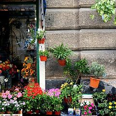 photo "flowers on the road"