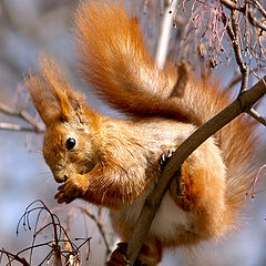 photo "Red-haired model"