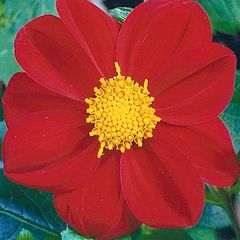 photo "Dahlia " Red Devil ""