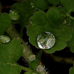 photo "Drop"