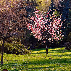 фото "Сакура"