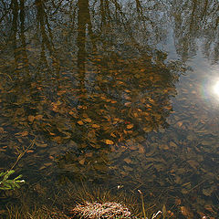 photo "I look in a pond in the spring .."