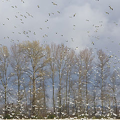 фото "Snow Geese"