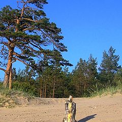 photo "Dunes white sea, or tree and penalties"