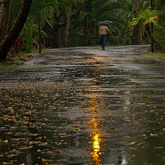 photo "Rain Man"