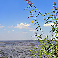 photo "Gulf of Finland."