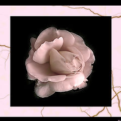 photo "***"