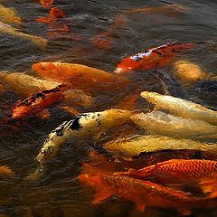 фото "hungry koi fish"