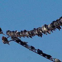 photo "Pigeon wedge"