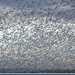 photo "Snow Geese"