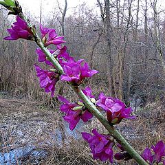 фото "копьё весны"