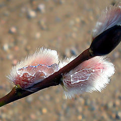 photo "Spring with Ice"