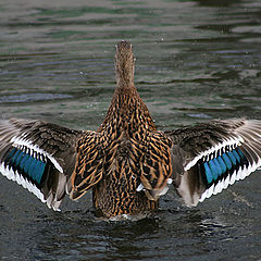 photo "~Blue Wings~"