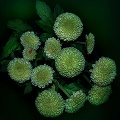 фото "зеленые хризантемы"